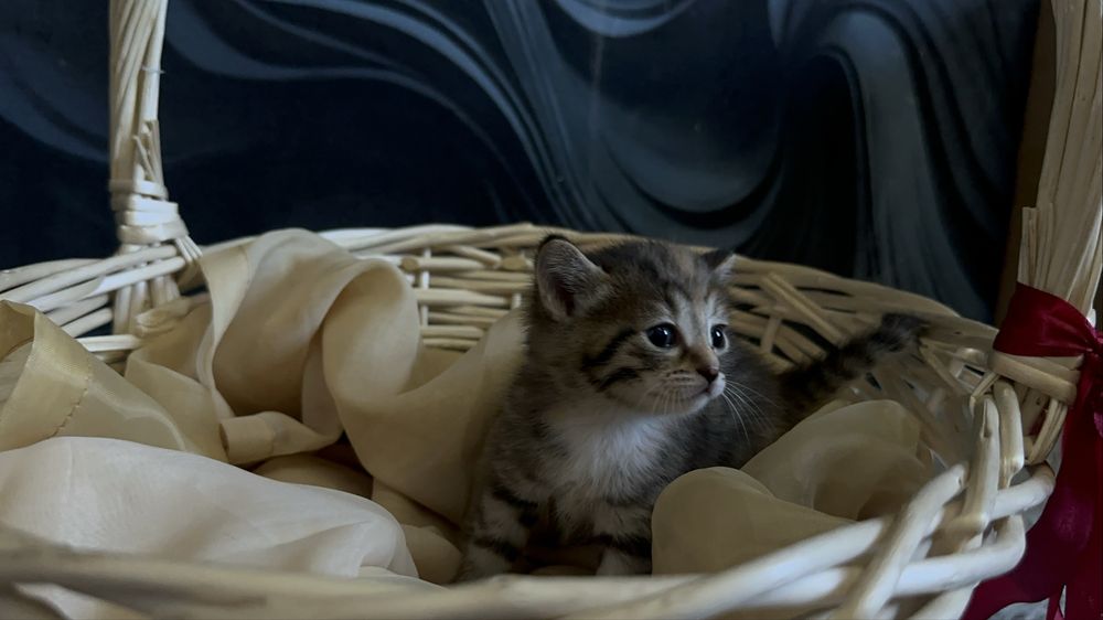 Отдам домашних котят