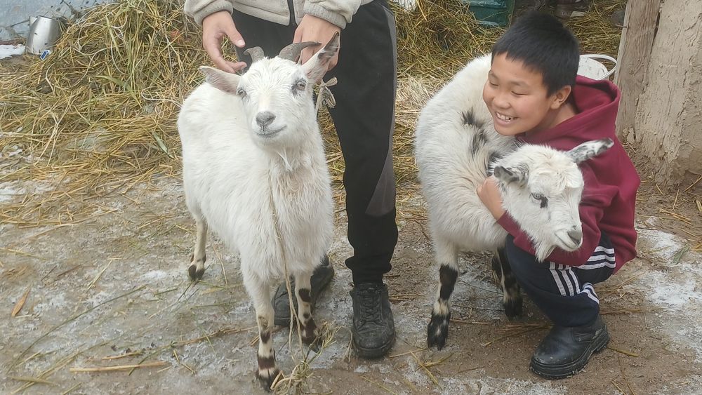 Продам срочно сатамын