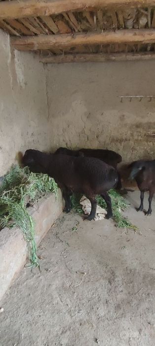 ona bola va boğoz qoy sotiladi