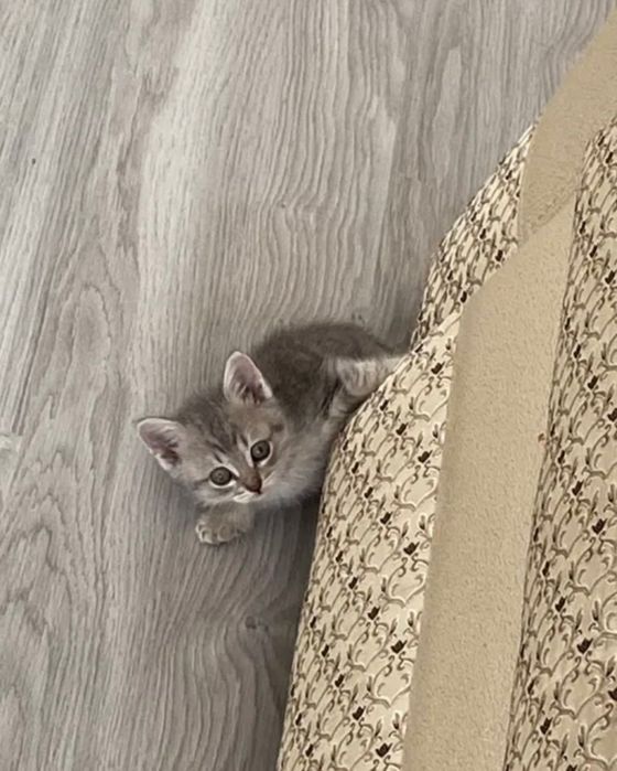 Кот кот кот кот бесплатно