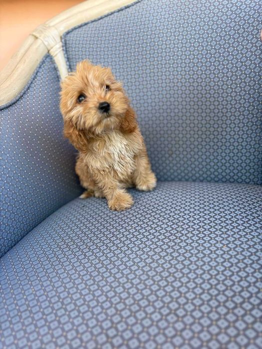 Кученца Кокер/ Лаго