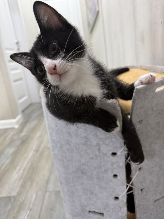 Отдаються котята привитые обученные