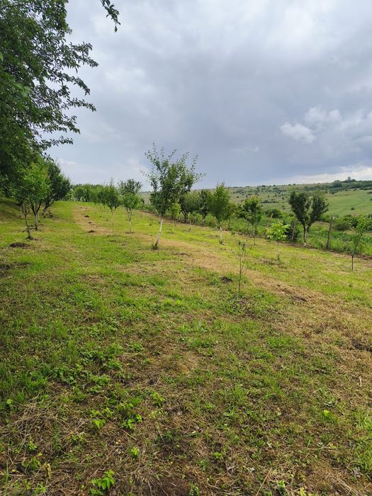 Livadă de vânzare.