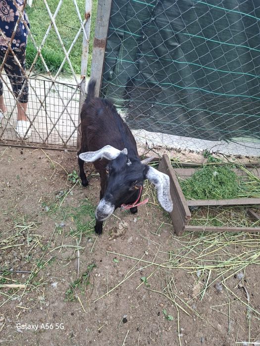 Capra de vânzare negociabil