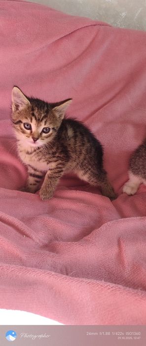 Девочка Лилу котёнка