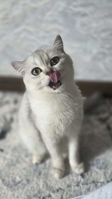 Кот, серебренная шиншилла.