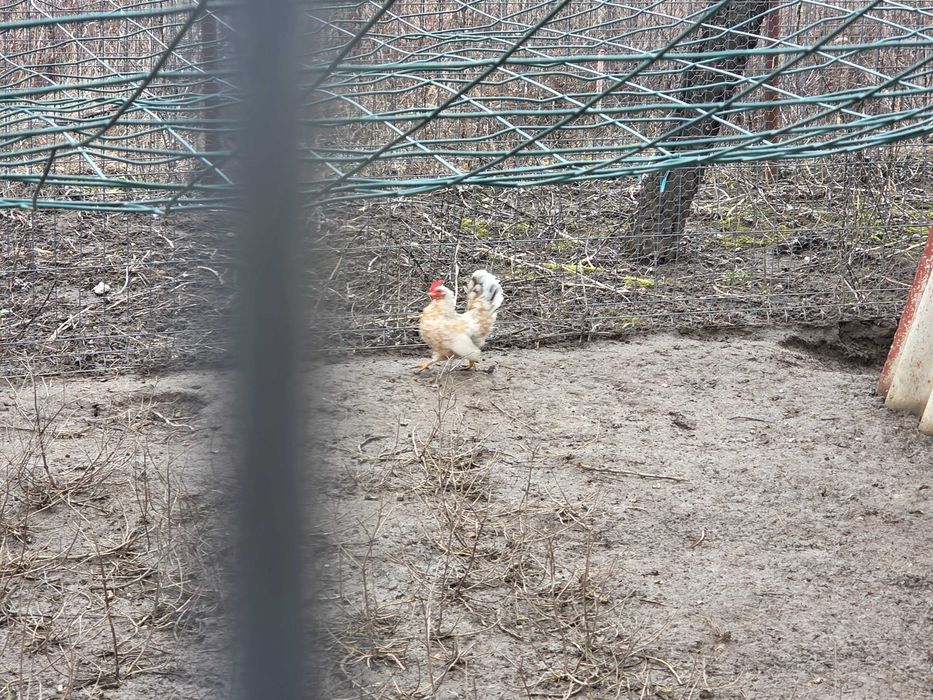 Vand gaini pitice si porumbei.