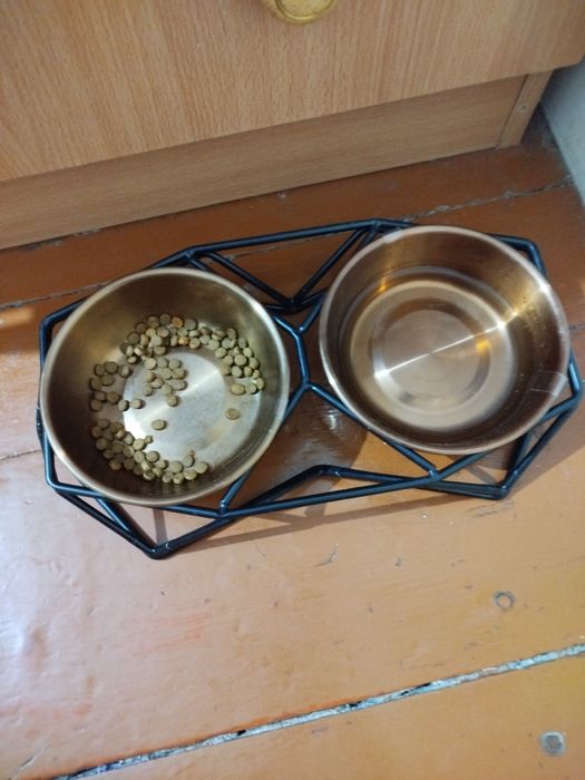 Продаётся вислоухий котёнок!