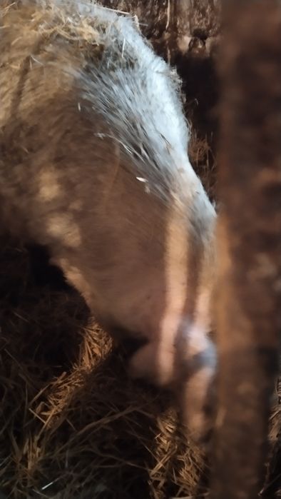 Кабан, осеменитель,хряк.