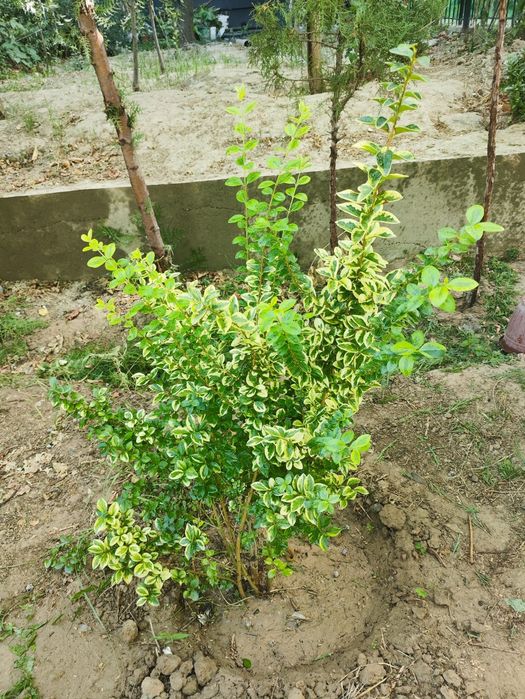 Лигустра пестрая ести и зеленная