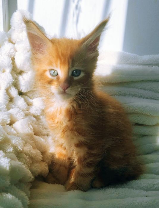 Мы ждём любящих родителей!