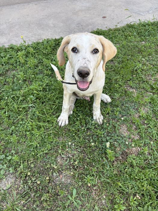 Labrador Retriever sotiladi
