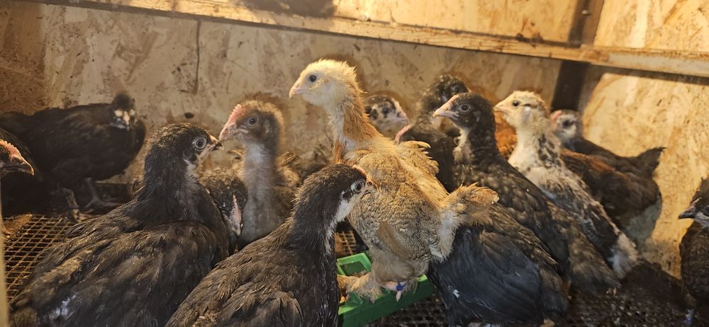 Pui Australorp ,La Bresse , OliveEgger