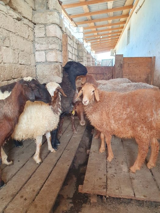 Қойлар сатылады. Бараны.