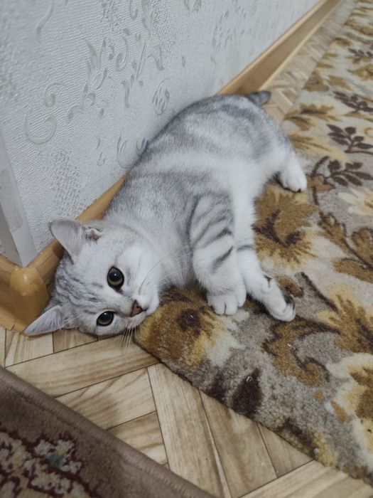 Котёнок Скотиш страйт