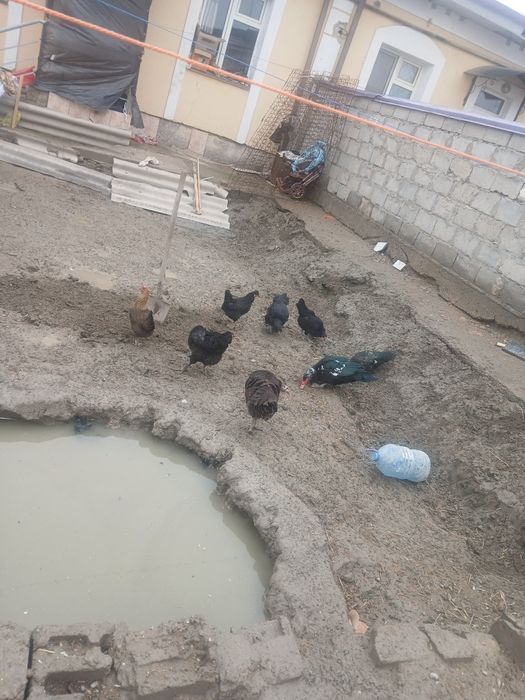 Qora honaki tovug'lar sotiladi tuxum tug'adi