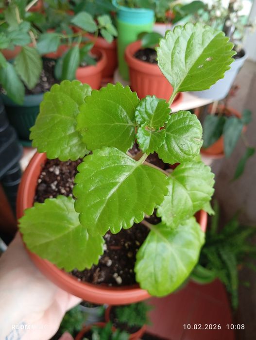 Продам. Растения