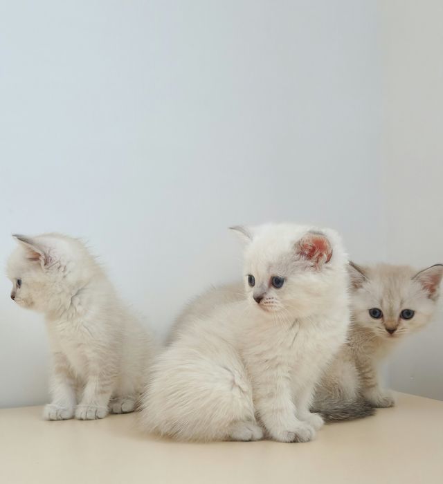 британские котята