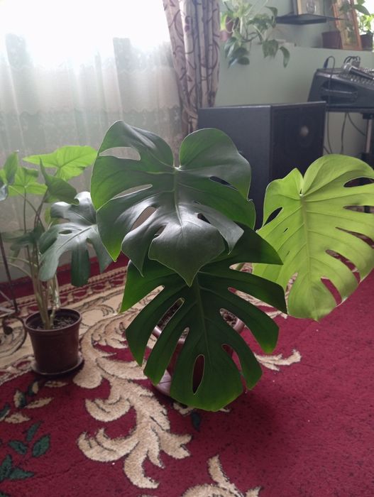 Monstera va singonium sotiladi