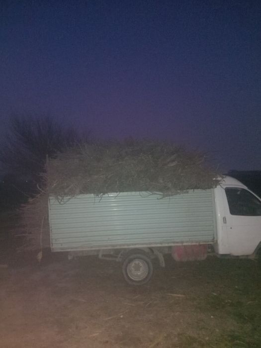 O‘tin sotiladi.  Olma shoxlari. Quruq