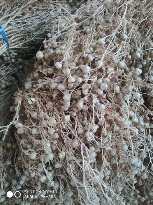 Исирик хазор Сувон сотилади