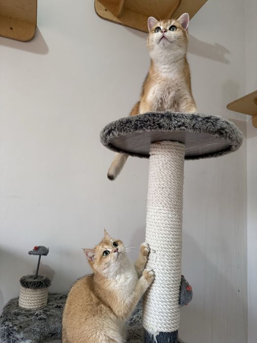 Британские Золотие шиншиллы!