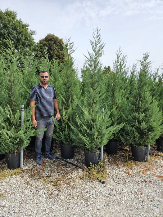 Leylandy toate dimensiunile calitate superioară