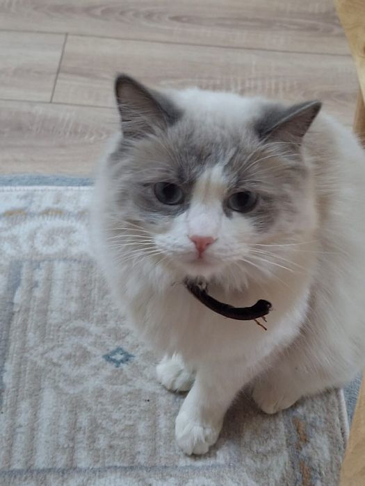 Отдам в добрые руки!