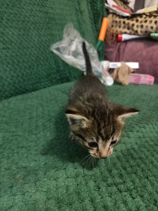 Отдаём котят бесплатно