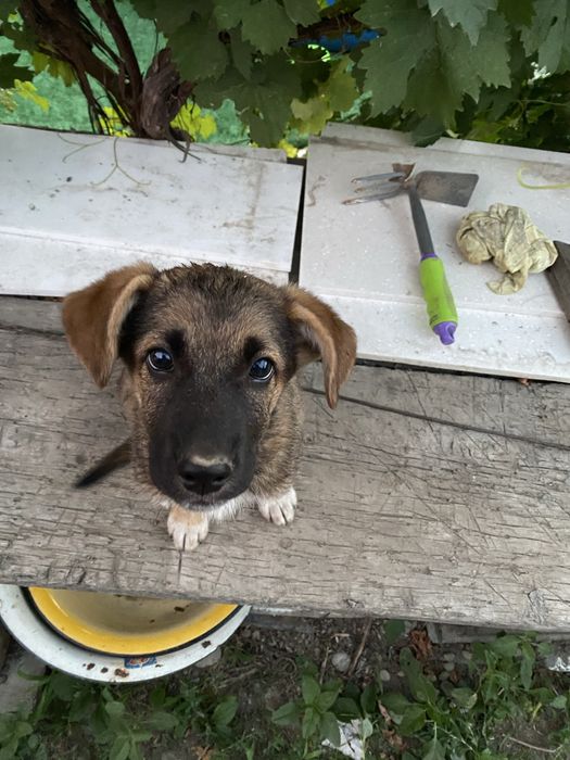 Щенок мальчик в добрые руки