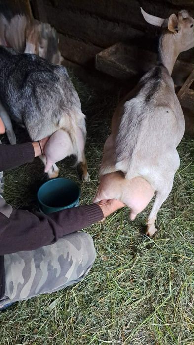 vand 2 capre si un țap