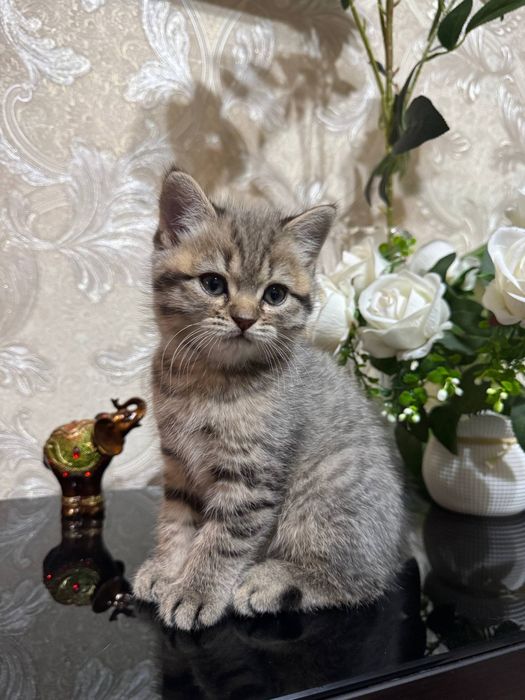 Котята просто очаровательные