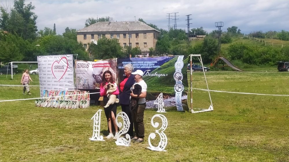 Продаются щенки мопса