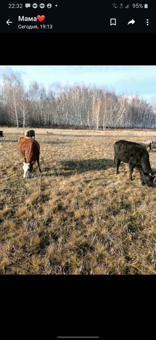 Продам 4 телки   и корову