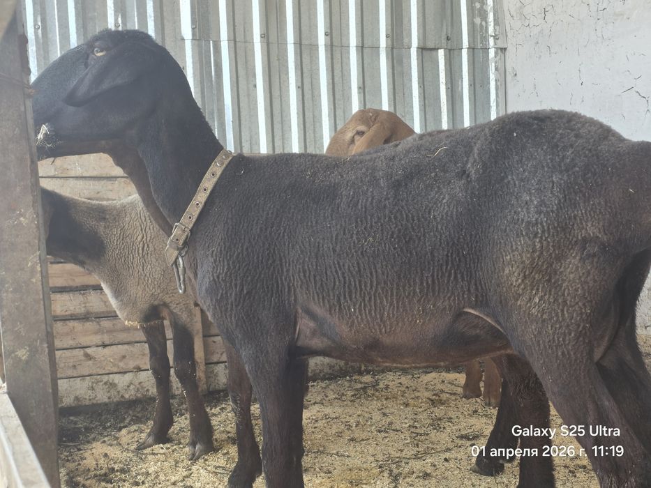 Sovliq qo‘yla 2 ta Куйлар сотилади совлик