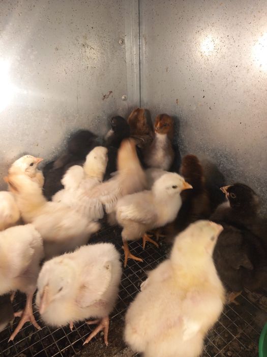 Продавам пилета, пуйки и пуяк