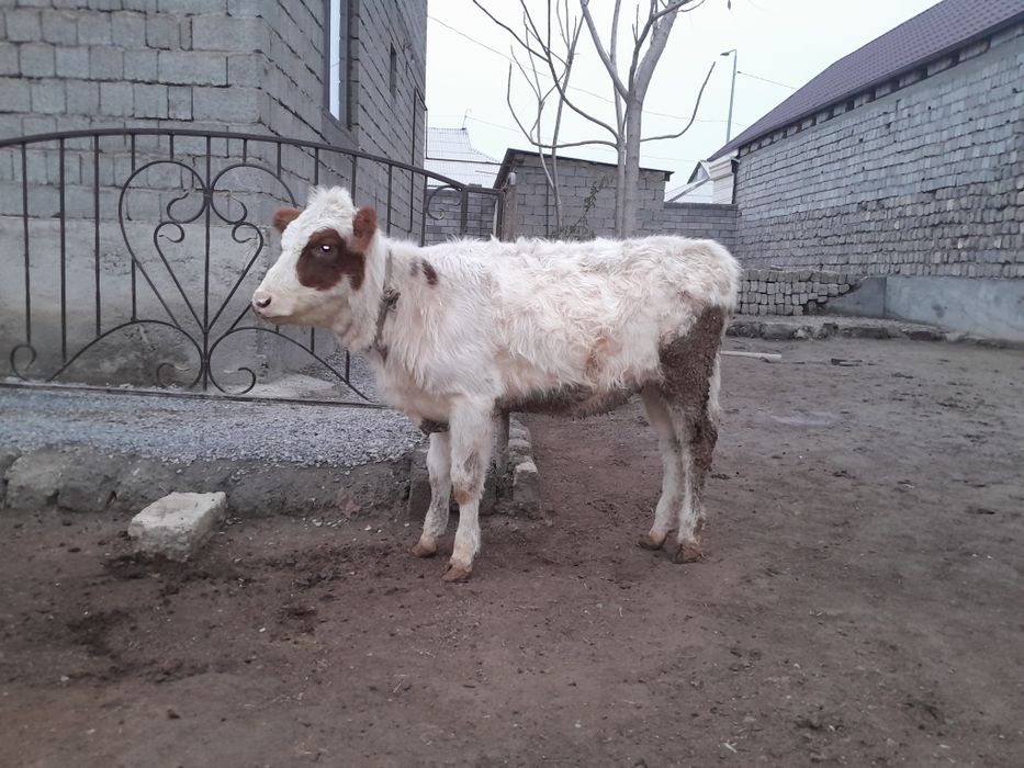 Еки кашарлар сатылады