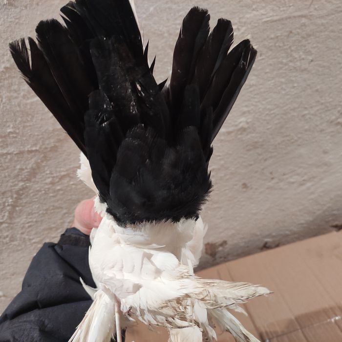 Голуби чернохвостые (персы) 2025 г.