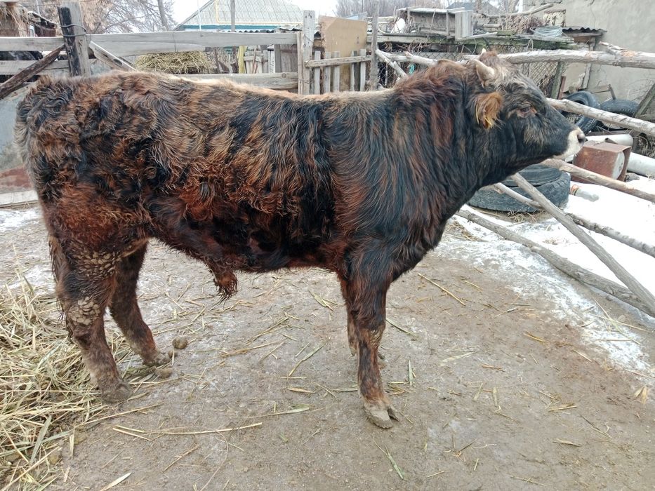 Продаю быка в откорме