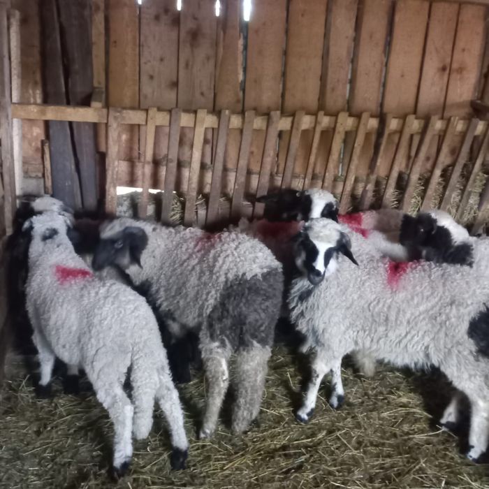 8 miele și un berbecuț