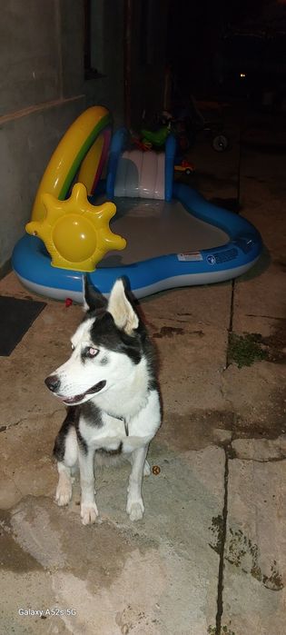 Ofer spre adopție responsabilă – Husky Siberian, 3 ani, femelă – Maya