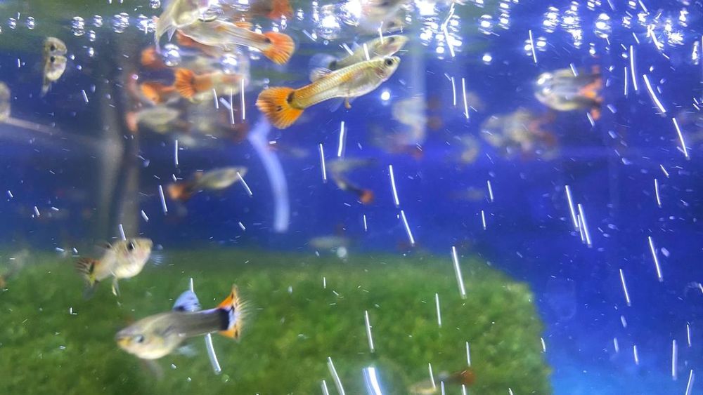 Рыбки гуппи разных окрасов