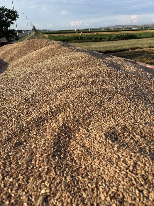 Vand triticale 2026