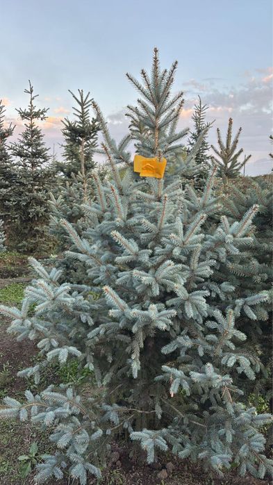 Можжеевельник ели туи пальмы