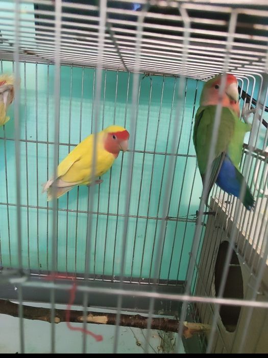 Nerazluchka 1 yoshda hali tuhum qoymagan lekin ishlashvoti