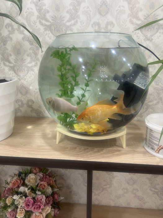 Аквариум с рыбками