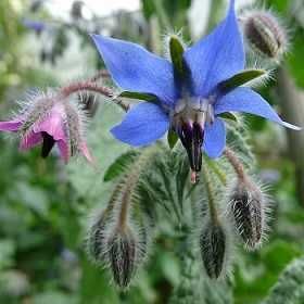 Facelia si alte plante melifere si fixatoare de azot