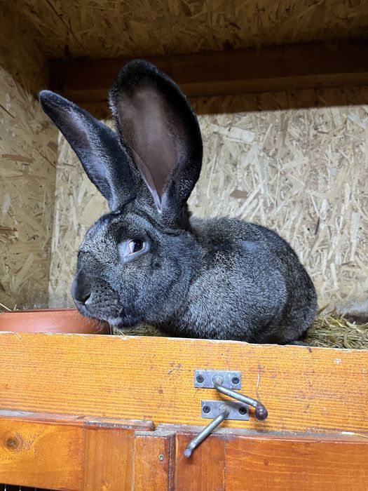 Iepuri Mascul si Femela de Urias German