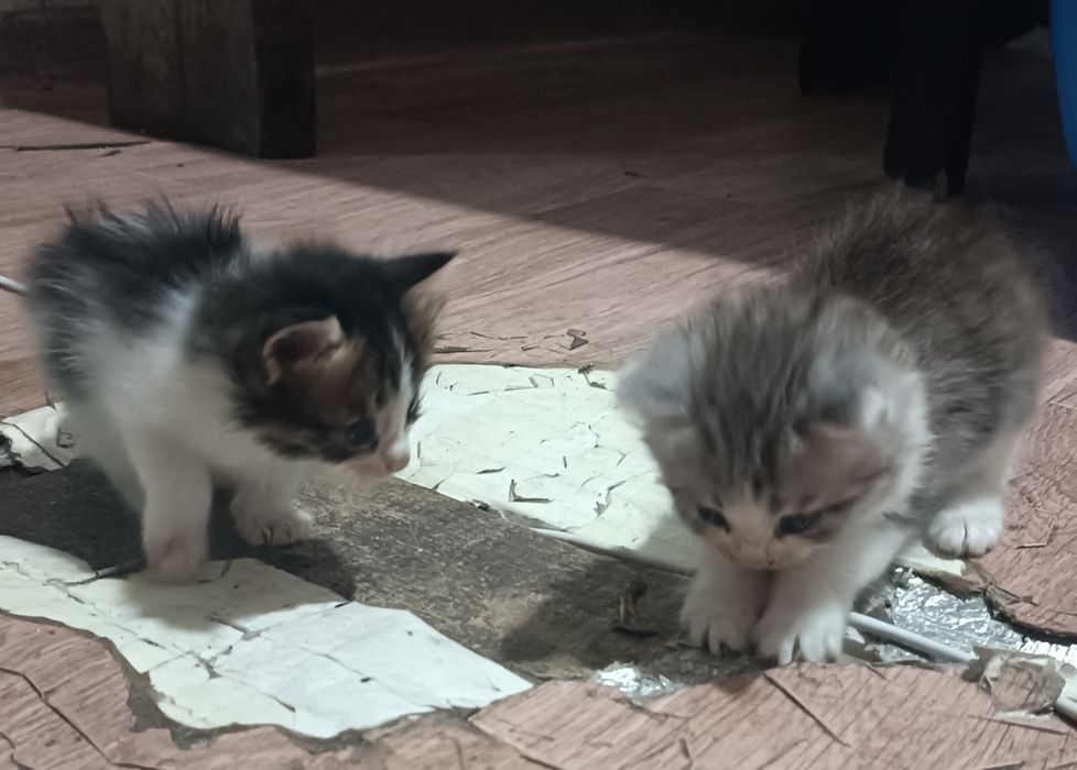 Отдам в добрые руки