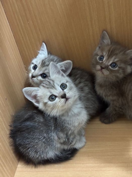 Котята в добрые руки